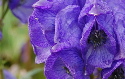 Самакитка (Aconitum subgenus) Самакитка (Aconitum subgenus)